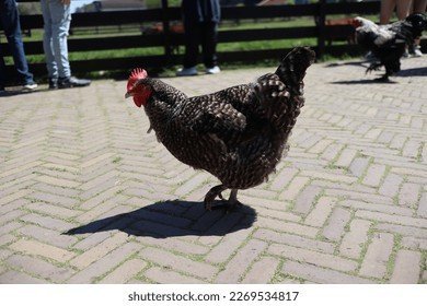 De Volle Aanbod van Chicken Road in Nederland Beleef nu Online Spelen - overview